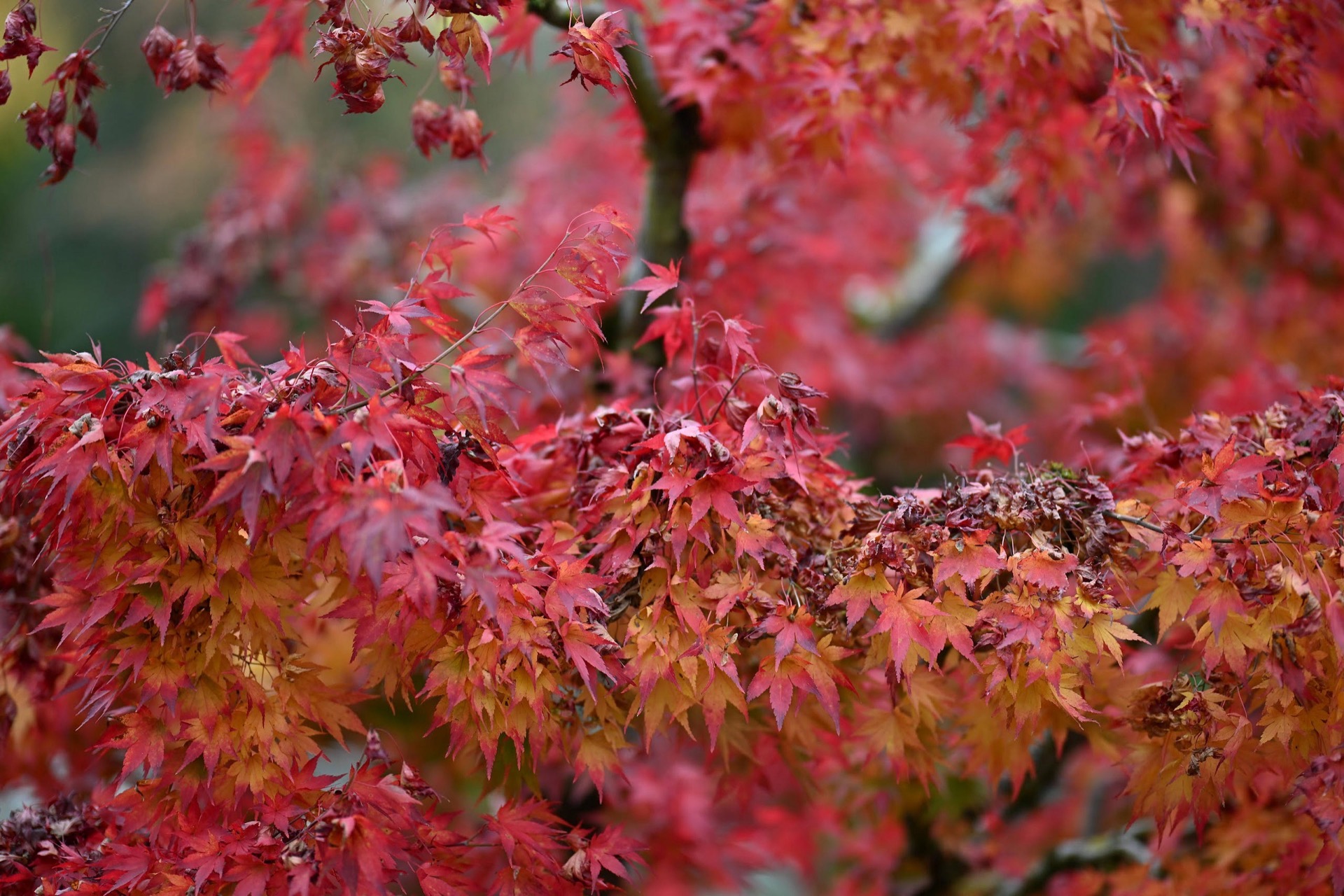 De Incertitudine Mercatus